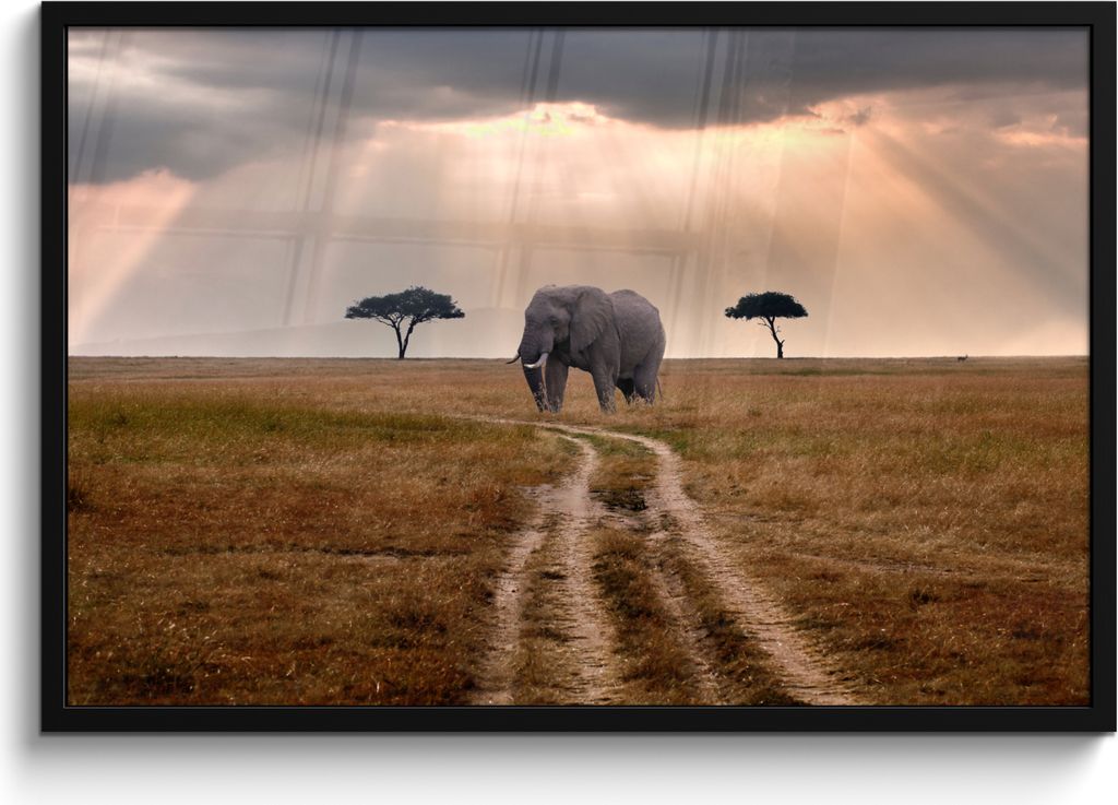 MuchoWow MuchoWow Gerahmtes Poster Elefant - Tiere - Wiese - Sonne 90x60 cm - Poster mit zchwarzem Bilderrahmen - Fotorahmen - Foto-Plakat