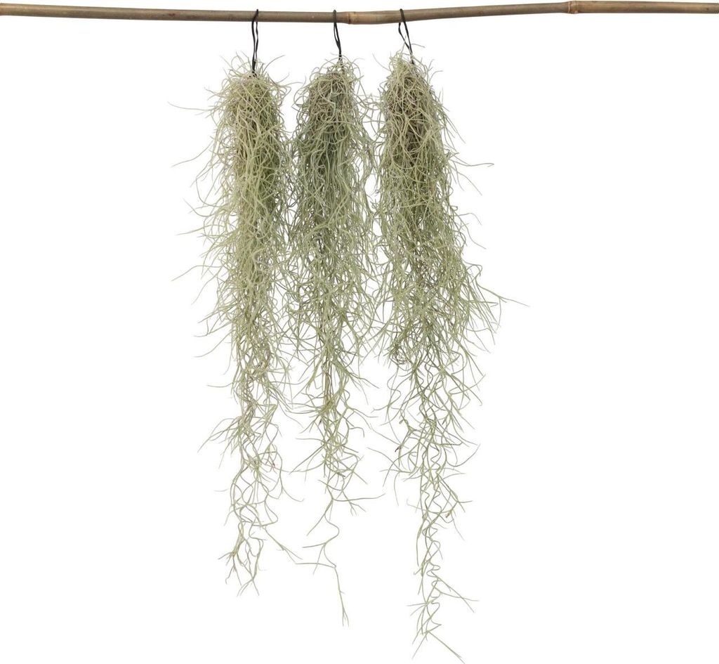 Spanisches Moos - 3 Stk - Tillandsia usneoides - Höhe Produktbild 