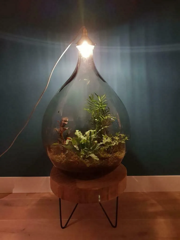 Créez votre Jardin d'Intérieur sans Entretien - Kit Ferrarium DIY 5L