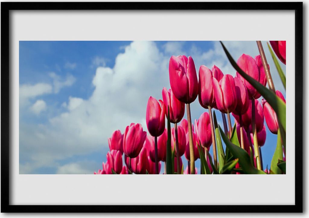 Bild 100x70 MDF-Rahmen Wandkunst Tulip On Wall