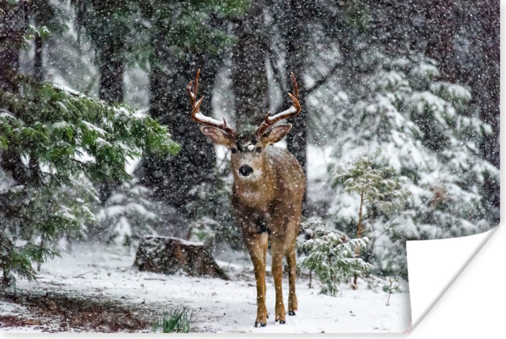 MuchoWow Poster Rotwild - Schnee - Geweih - Wald 90x60 cm - Schlafzimmer