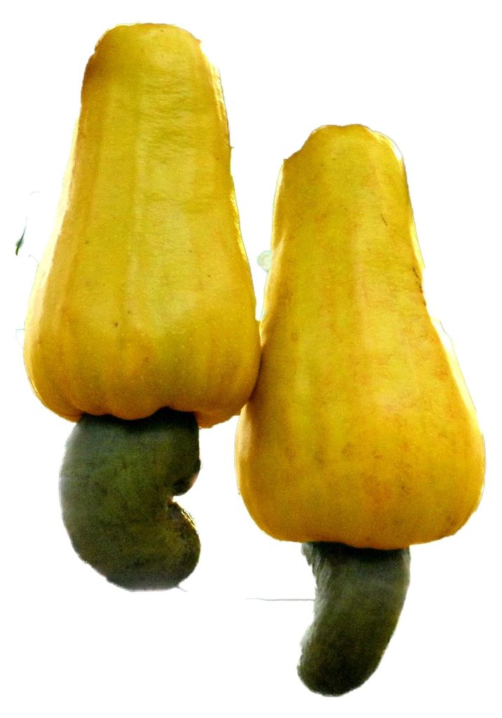 Cashewbaum (Anacardium occidentale) 3 Samen