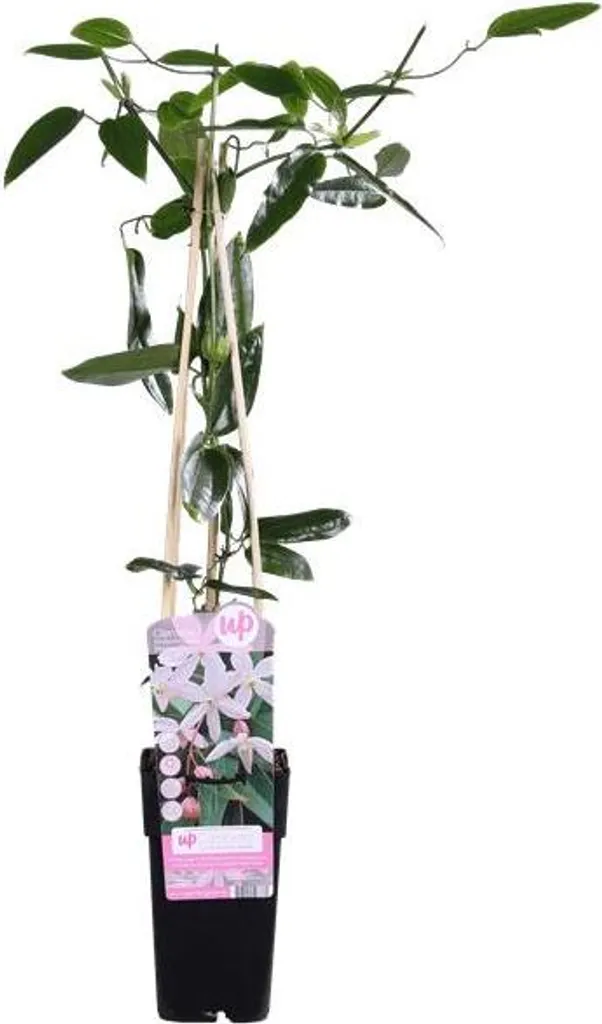 Clématite Apple Blossom : Plante grimpante pour brise-vue et pergola