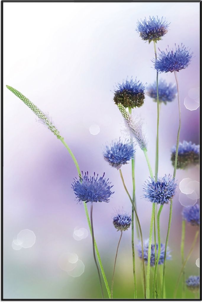 Wallario Wandbild Abstrakte lila Blume, Größe: 61 x 91,50 cm, Poster mit schwarzem Aluminiumrahmen