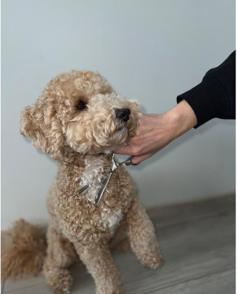 Purlov Hundeschermaschine 23186 Produktbild 12