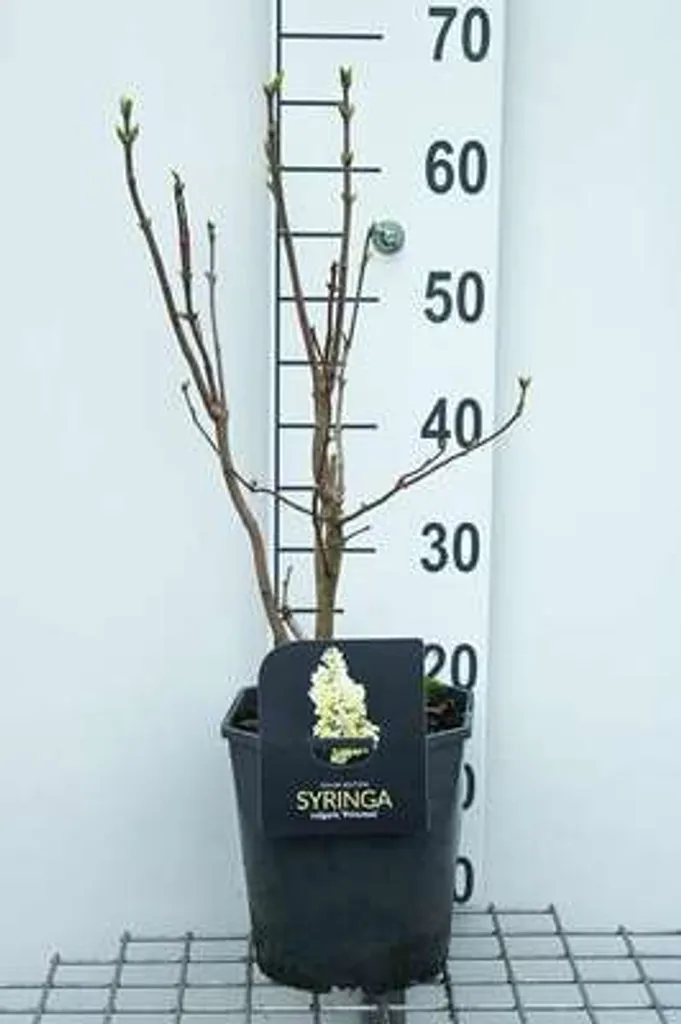 Réussir son jardin avec le Lilas Primrose Syringa 50-60 cm rustique