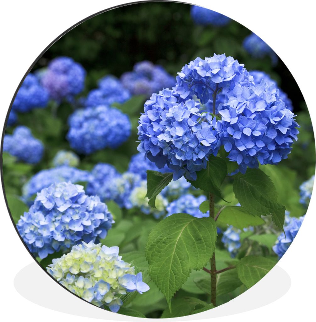 MuchoWow Aluminium Wandkreis Blaue Hortensienblüten Ø 60 cm Wanddeko Modern Wohnzimmer - Wand Kreis - Wandbild - Schlafzimmer - Aluminium Bild ...
