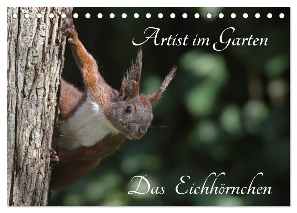 Artist im Garten. Das Eichhörnchen (Tischkalender 2027 DIN A5 quer), CALVENDO Monatskalender