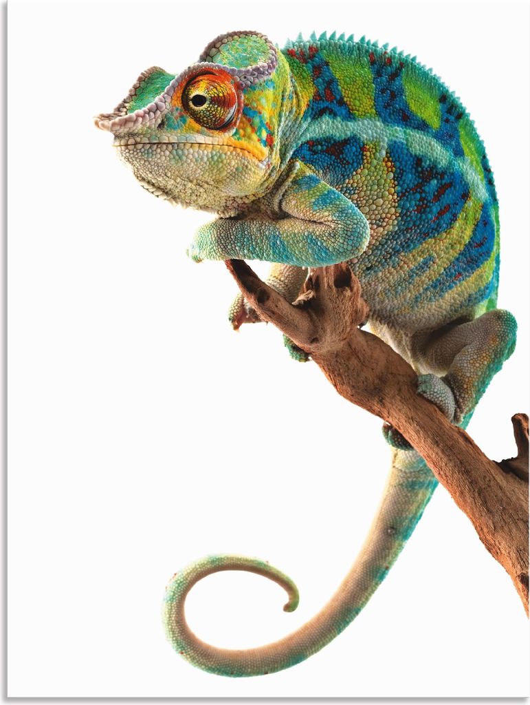 ARTland Wandbild Alu für Innen & Outdoor Ambanja Panther Chamäleon Größe: 60x80 cm