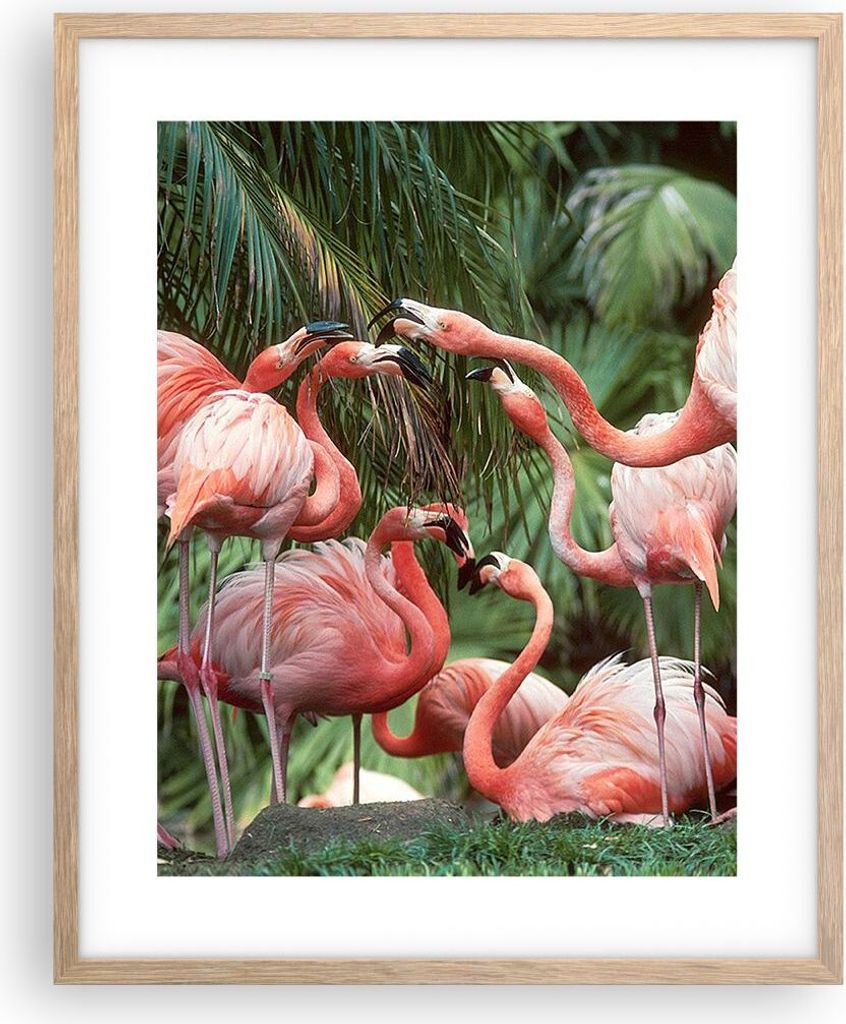 Gerahmtes Poster - Rahmen in heller Eiche - Palmen Herde Flamingos - 40x50 cm - Wand Bild - Wanddeko - Wandbilder - Kunstposter - Wandposter - Bild...