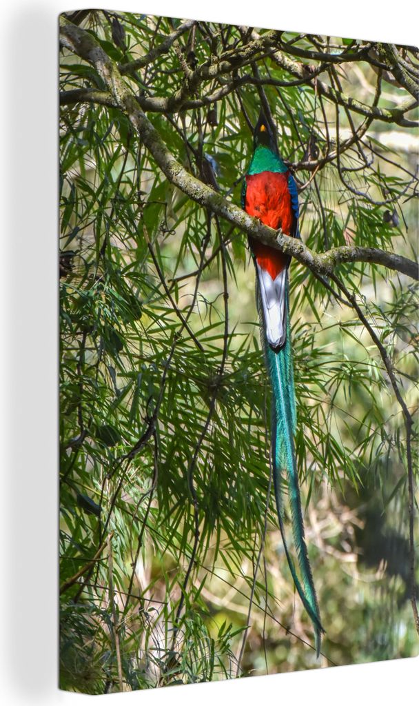 OneMillionCanvasses - Leinwandbilder - 90x140 cm, Quetzal im Regenwald von Panama, Wandbilder Kunstdruck Wanddekoration - Foto auf Leinwand - Gem...