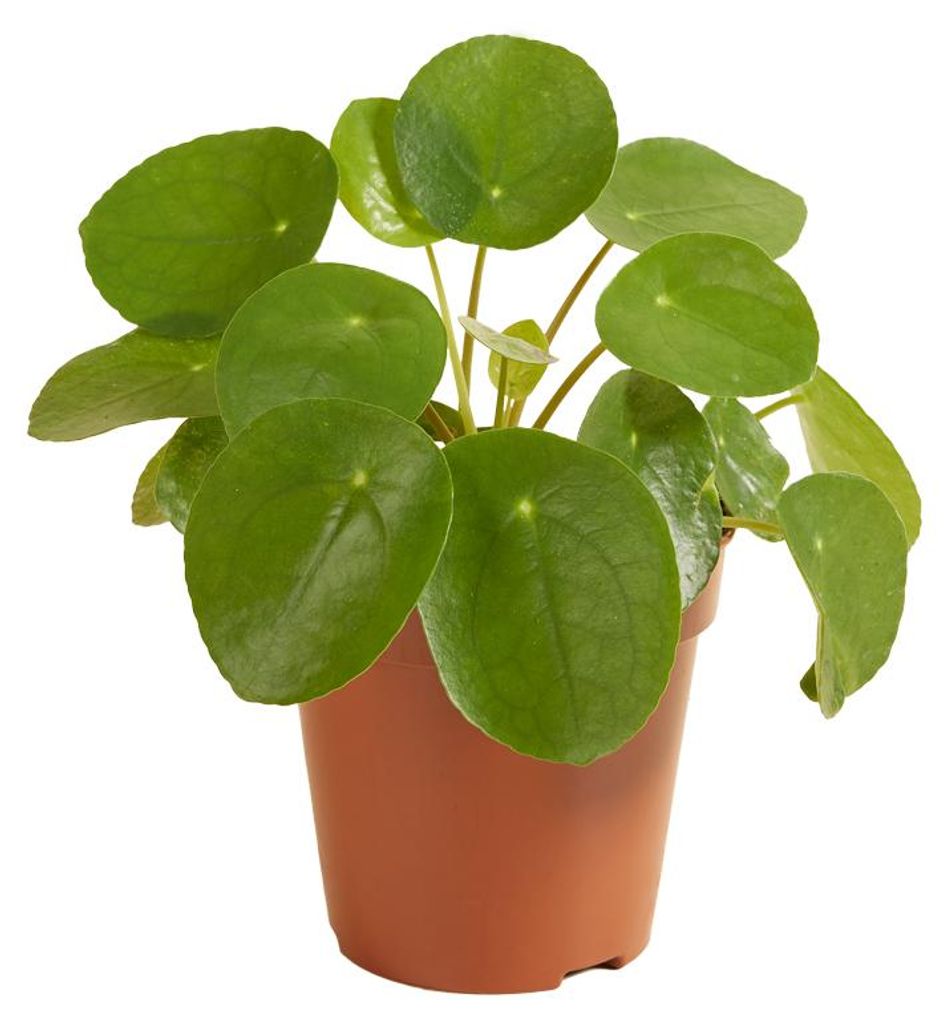 Pilea Peperomioides, Ufopflanze, Zimmerpflanze, 15-20 cm, Produktbild 