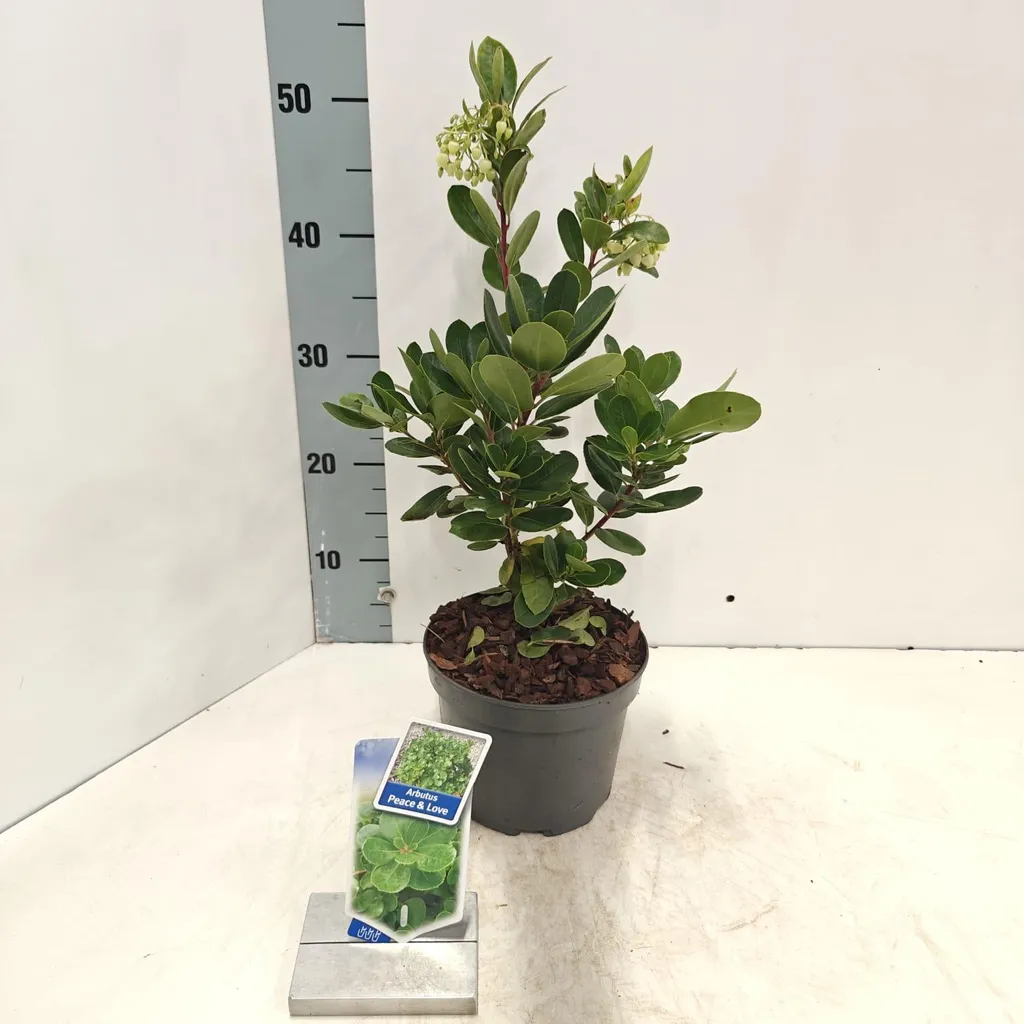 Aménager une haie persistante avec l'Arbousier Peace & Love 50-60 cm