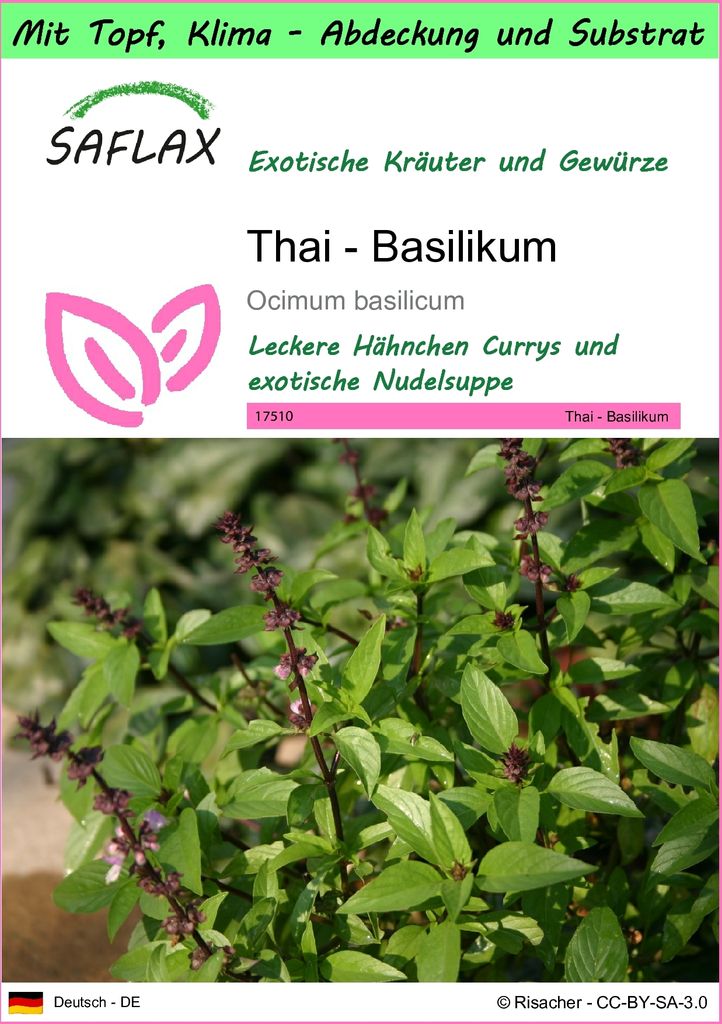 SAFLAX Garden to go - Thai - Basilikum - Ocimum basilicum - 200 Samen - Mit Topf, Klima - Deckel und Anzuchtsubstrat