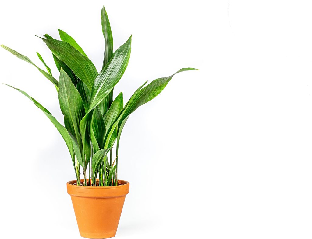 Gardners Aspidistra Elatior, priemer 13-14 cm Obrázok produktu 