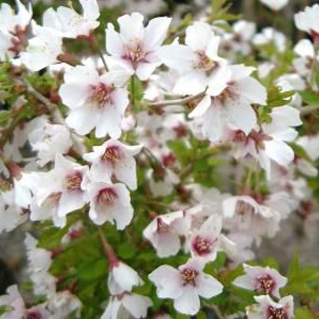 Geschlitzte Kirsche - Prunus incisa 'Kojou-No-Mai' | 30-40 cm in Container