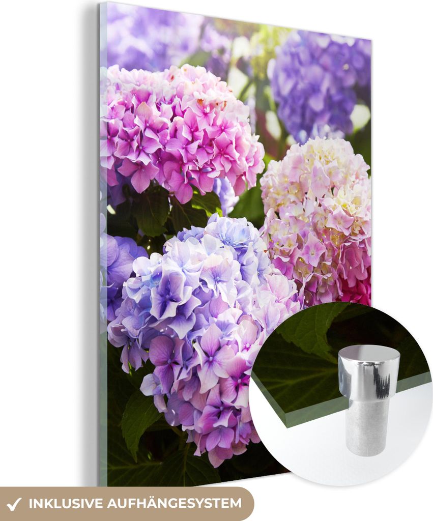 MuchoWow Glasbilder - Bilder auf Wandbild - Foto auf Glas Blumen - Hortensie - Rosa - Blätter - Sonne 60x80 cm Wanddekoration aus Glas - Acrylglas...