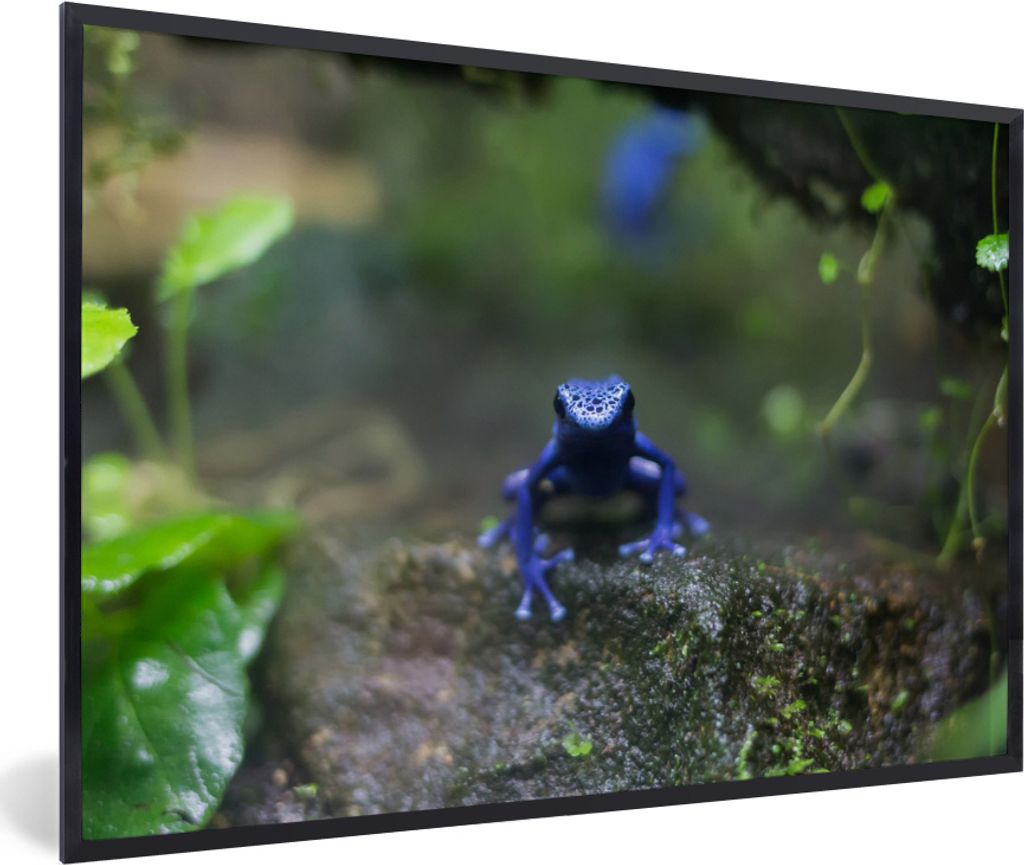MuchoWow MuchoWow Gerahmtes Poster Blauer Frosch im Dschungel 90x60 cm - Poster mit zchwarzem Bilderrahmen - Fotorahmen - Foto-Plakat