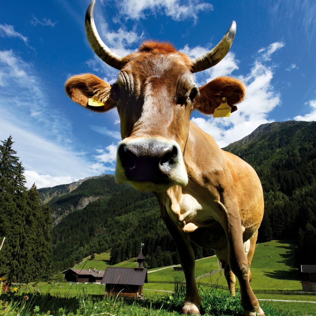 Kühe Kunstdruck Bild - Kuh Auf Der Alm (100 x 100 cm)