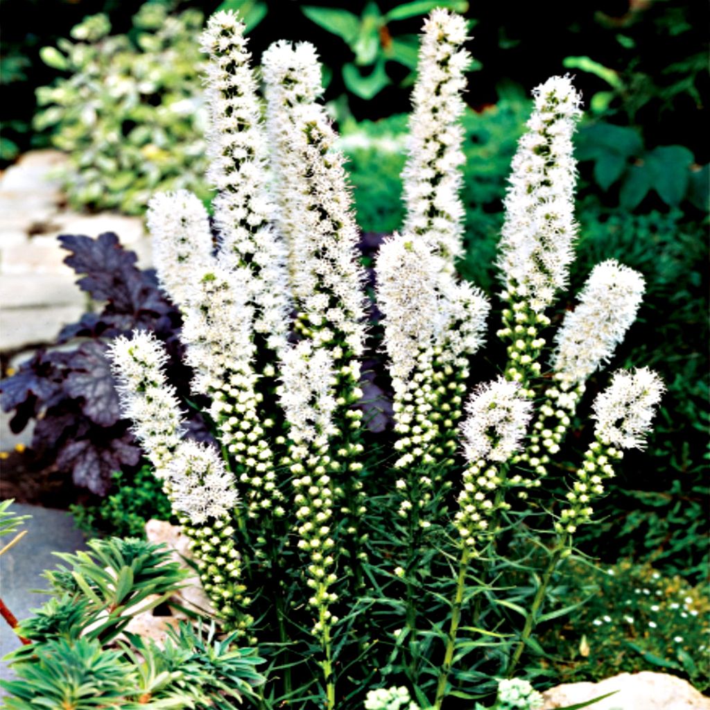 Liatra mehrjährig Staude Blüten Rhizom Liatris Spicata Produktbild 
