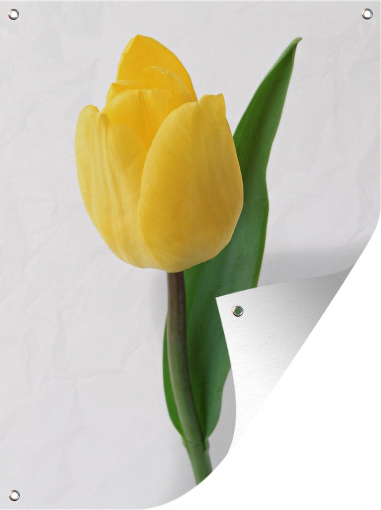 MuchoWow 30x40 cm Outdoor-Poster Gartendeko Sichtschutz Garten Poster für den Garten Gelbe Tulpe vor einem weißen Hintergrund