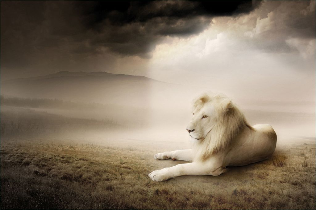 Wallario selbstklebendes Poster - Stattlicher ruhender Löwe in Afrika in Sepiafarben, Größe: 61 x 91,50 cm