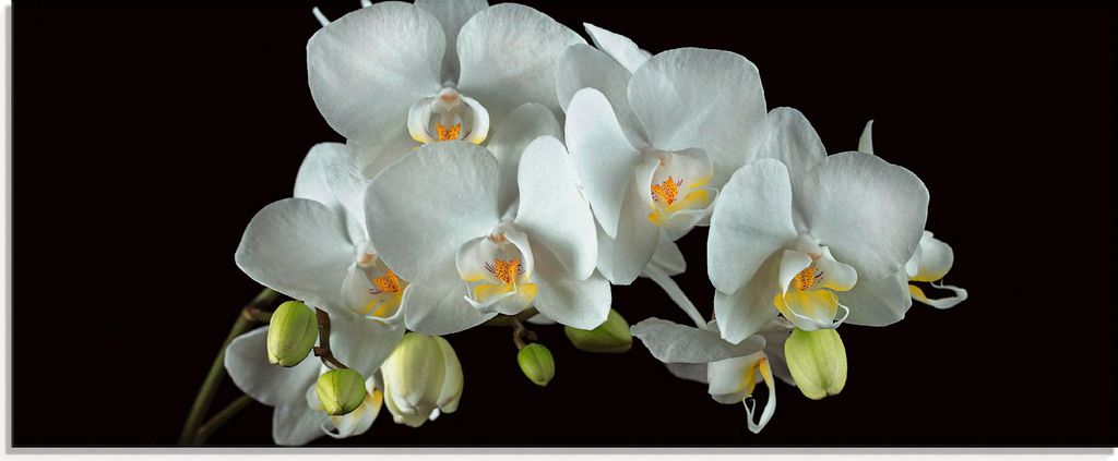 ARTland Glasbild Weiße Orchidee auf schwarzem Hintergrund Größe: 125x50 cm