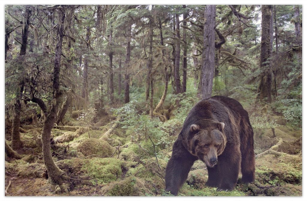 Wallario Premium Teppich, Größe 90 x 140 cm, Gefährlicher Grizzlybär im Wald