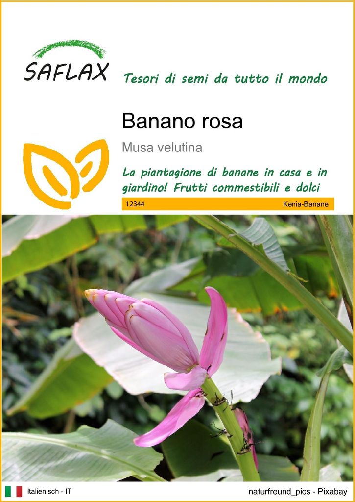 SAFLAX  - Banano rosa - 8 semi - Musa Immagine del prodotto 