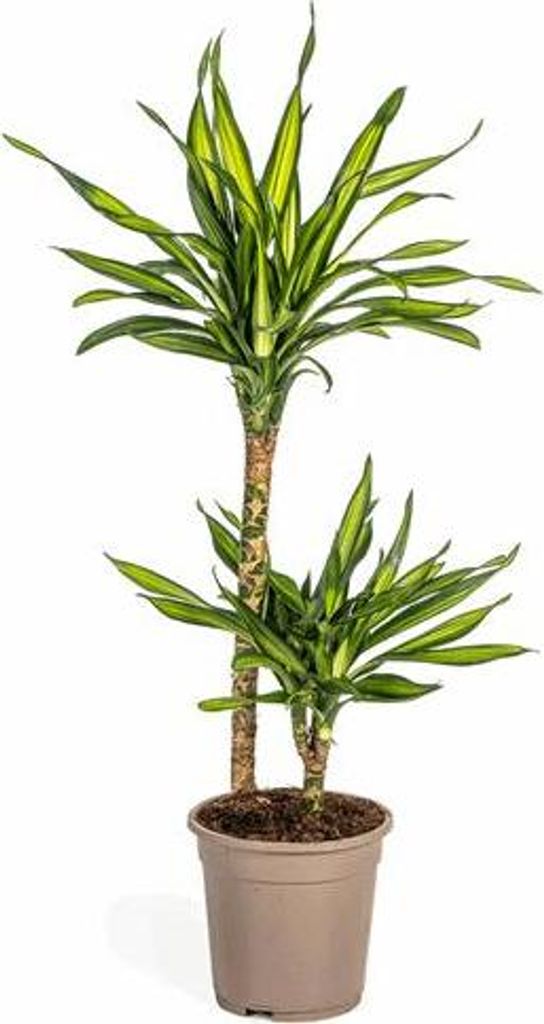 Dracaena deremensis Rikki Drachenbaum 70-90cm 19cm Zimmerpflanze pflegeleicht grüne Blattpflanze für Wohnzimmer Büro Flur moderne dekorative Gr...