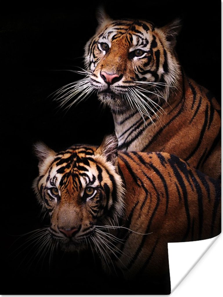 MuchoWow Poster Tiger - Schwarz - Duo 120x160 cm - Wandbilder