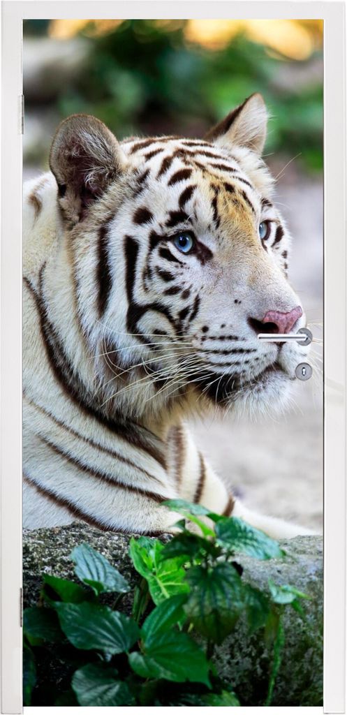 MuchoWow Türtapete Selbstklebende Türfolie Tiger - Weiß - Sand 75x205 cm Türposter Türaufkleber Klebefolie Türklebefolie - XXL-Aufkleber - ...