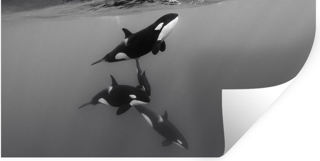 MuchoWow Wandtattoo Wandsticker Wandaufkleber Orca - Wasser - Schwarz - Weiß 80x40 cm Selbstklebend und Repositionierbar - Aufkleber