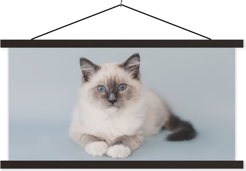 MuchoWow Textilposter Katze - Ragdoll Katze - Blau - Mädchen - Kinder - Jungen - Kind 60x30 cm mit schwarzem Rahmen - Textilien