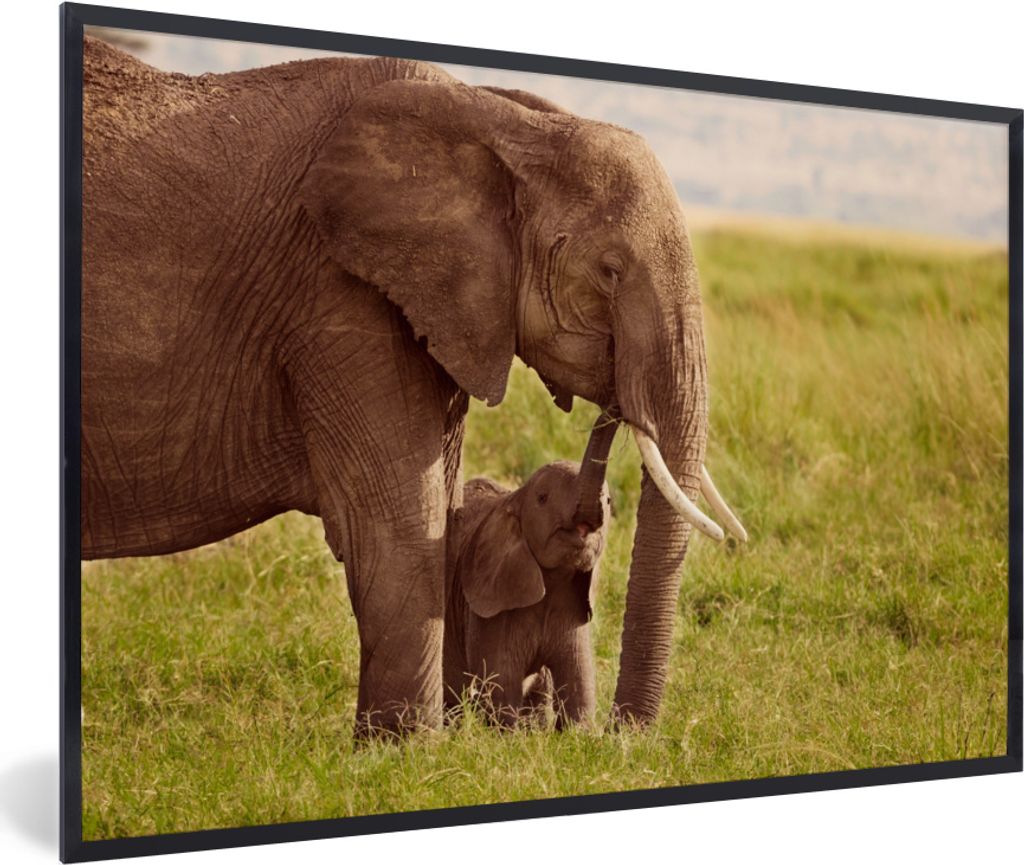 MuchoWow MuchoWow Gerahmtes Poster Elefant - Gras - Jung - Rüssel 30x20 cm - Poster mit zchwarzem Bilderrahmen - Kunstdruck - Bild-Poster