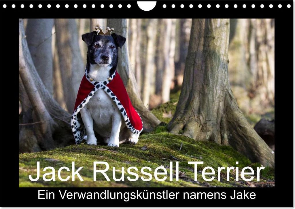Jack Russell Terrier.....Ein Verwandlungskünstler namens Jake (Wandkalender 2027 DIN A4 quer), CALVENDO Monatskalender