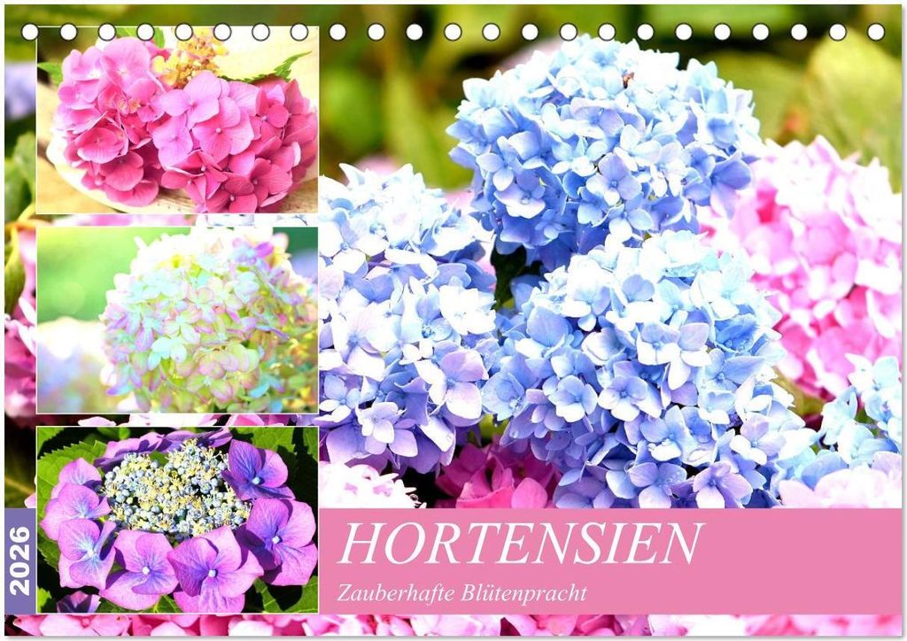 Hortensien. Zauberhafte Blütenpracht (Tischkalender 2026 DIN A5 quer), CALVENDO Monatskalender