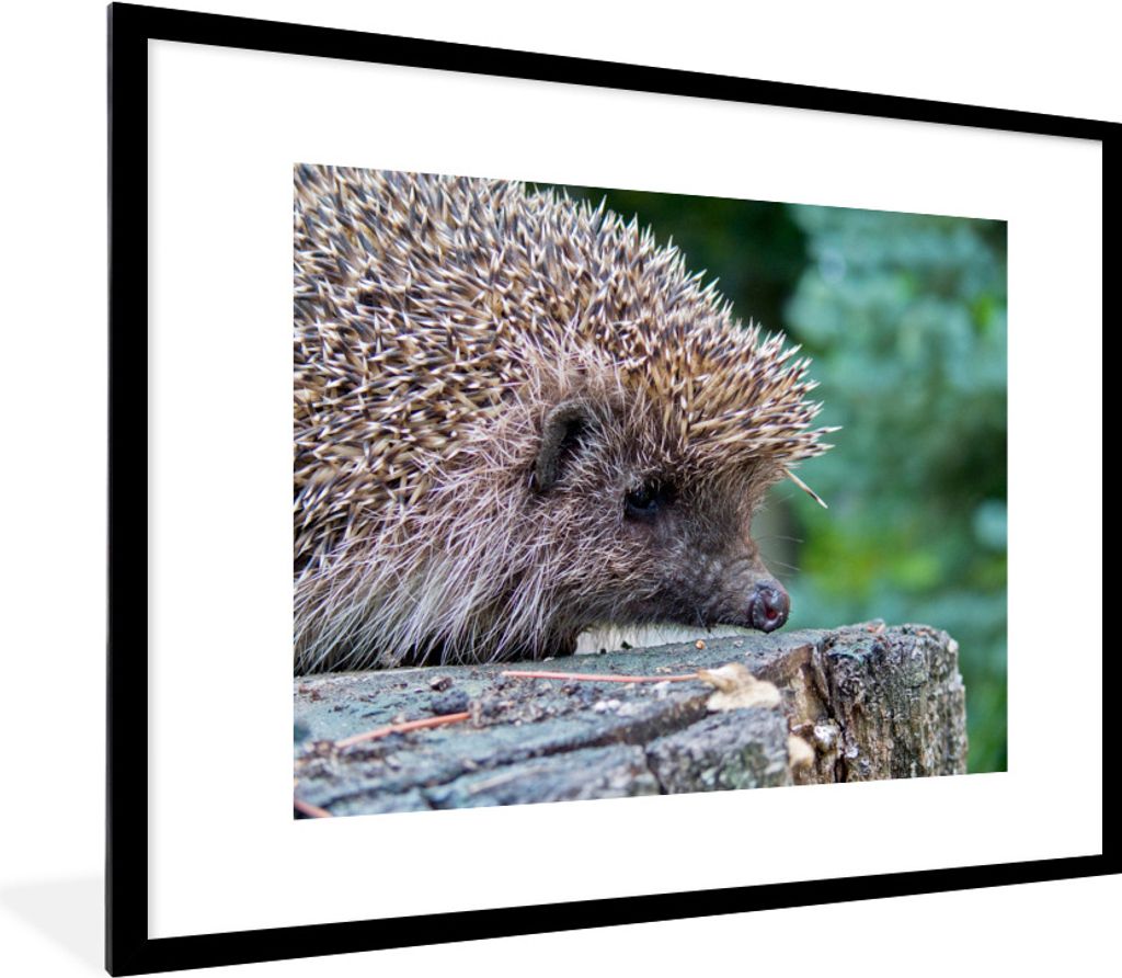 MuchoWow Gerahmtes Poster Igel auf Baum 80x60 cm - Poster mit Schwarzem Bilderrahmen Wandposter Rahmen Foto Bilder - Schlafzimmer-Dekorationen - ...