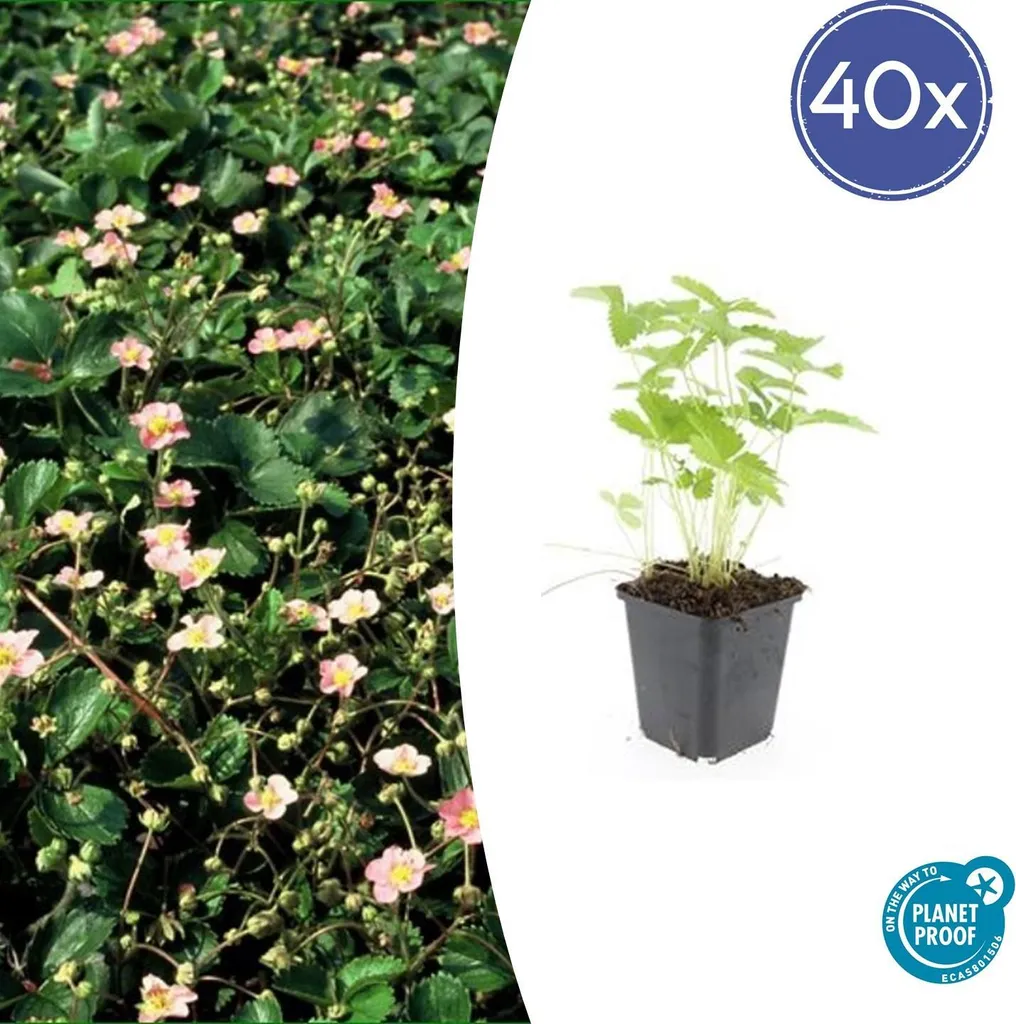 Fraise des bois Fragaria vesca lot de 40 plants robustes pots de 9cm