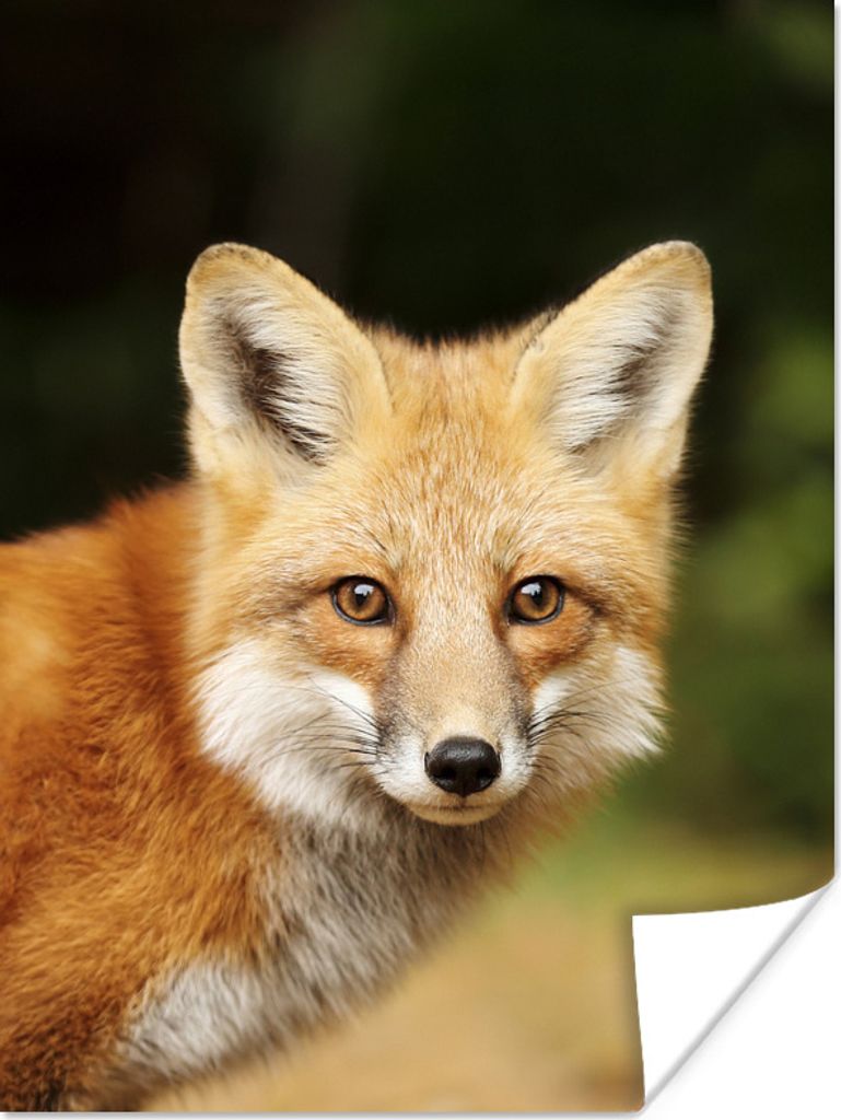MuchoWow Poster Fuchs - Welpe - Porträt 120x160 cm - Wandbilder