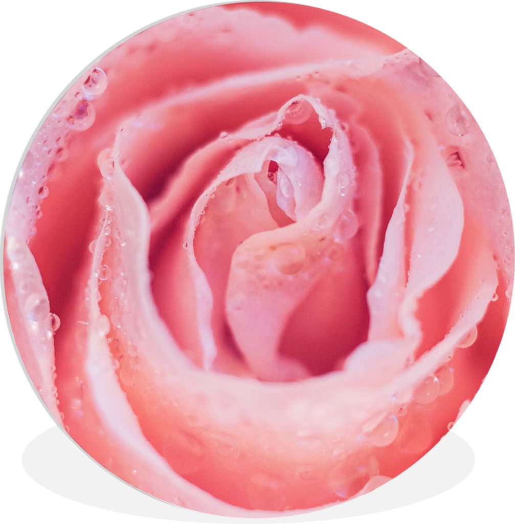 MuchoWow Rundes Wandbild - Runde Bilder Morgentau auf rosa Rosenblättern Ø 30 cm Kreis Wanddekoration Kunststoff - Wandkreis - Wandschmuck - Sc...