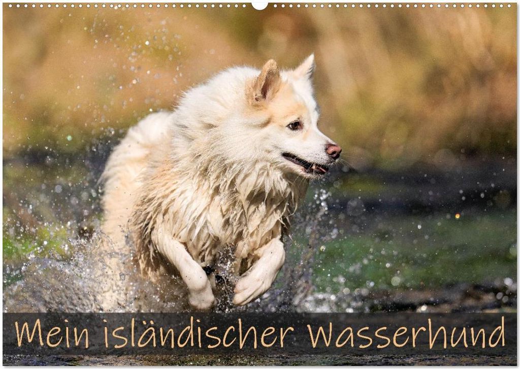 Mein isländischer Wasserhund (Wandkalender 2026 DIN A2 quer), CALVENDO Monatskalender