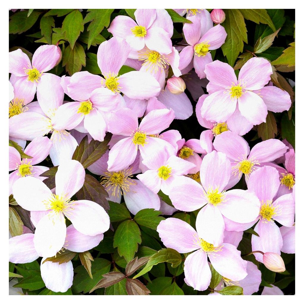 Clematis 'Piilu' - Winterharte Kletterpflanze in Rosa-Weiß