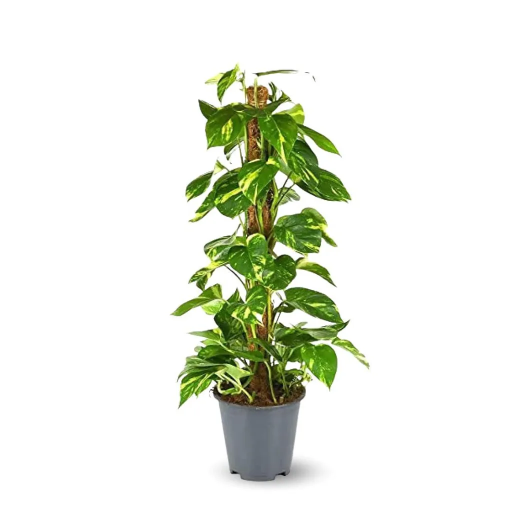 Plante Verte Bureau : Pothos Epipremnum sur Tuteur 80 cm - Facile à Vivre