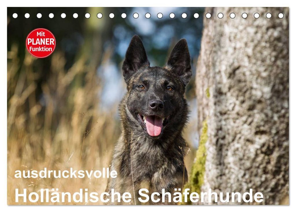ausdrucksvolle Holländische Schäferhunde (Tischkalender 2027 DIN A5 quer), CALVENDO Monatskalender