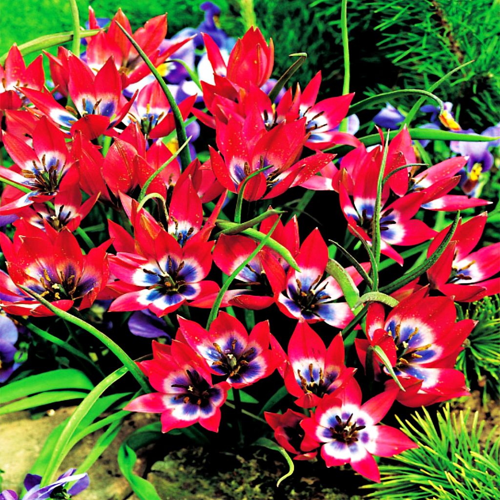 Tulipány Cibulky Cibulky Květiny Botanické Tulipán Malá Obrázek produktu 