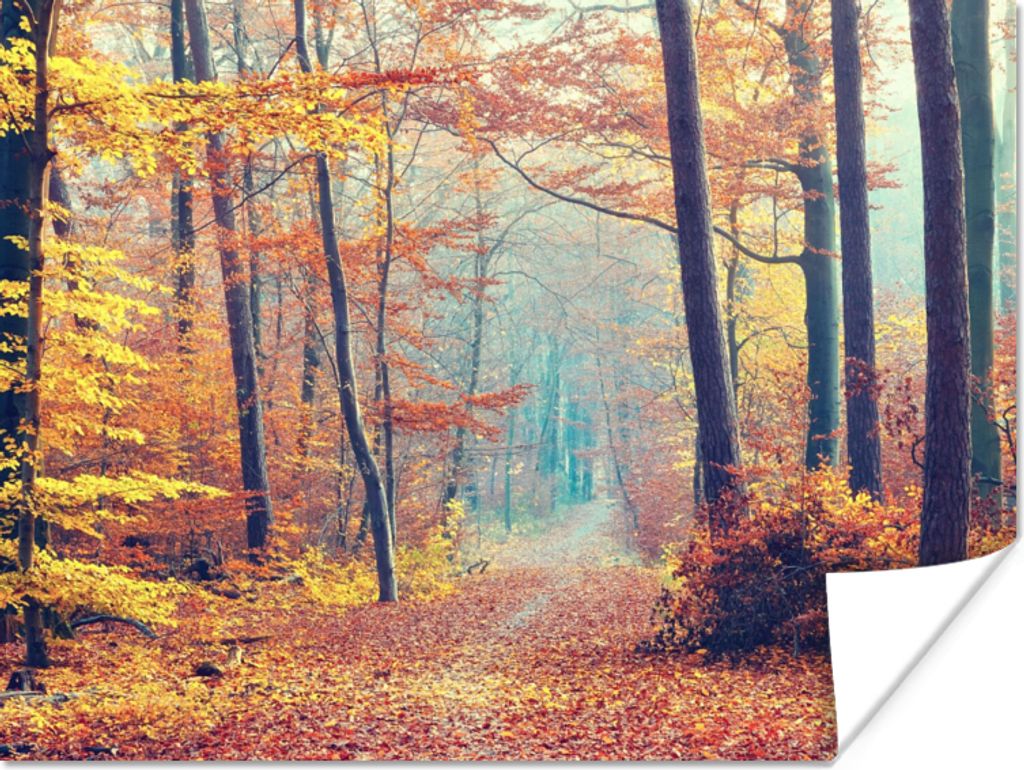 MuchoWow Poster Wald - Herbst - Laub 120x90 cm - Wandbild