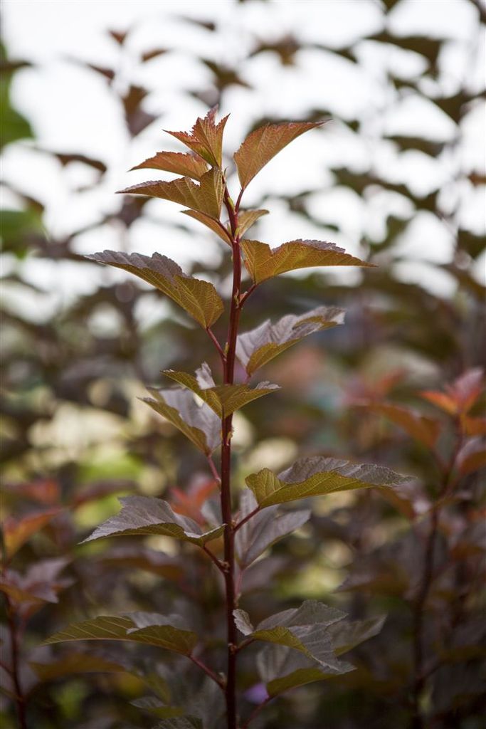 Physocarpus opulifolius 'Amber Jubilee', Blasenspiere, Produktbild 