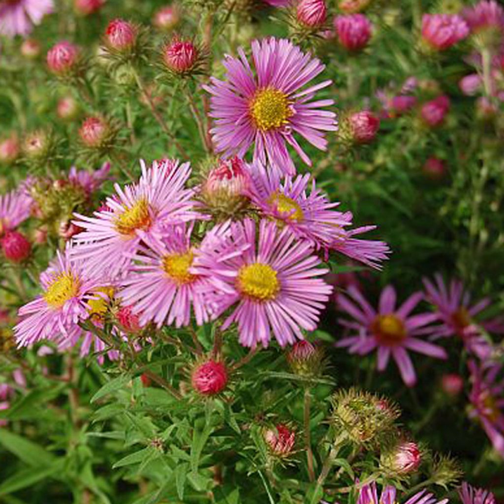 6 x Raublatt Aster - Aster novae angliae 'Harrington's Pink' | Topf 9cm x 9cm