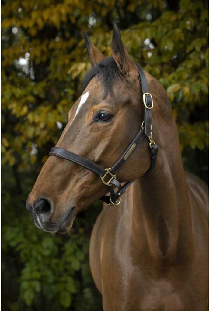 Norton Halfter mit doppeltem Verschluss zweifach verstellbar in zwei Farben, Farbe:Schwarz, Größe:Warmblutgröße